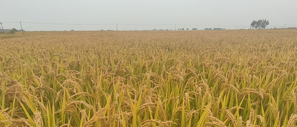 遼寧機構質檢報告了解質檢報告第三方檢測機構的類型