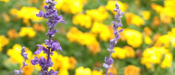 沈陽環境監測主要檢測哪些內容?