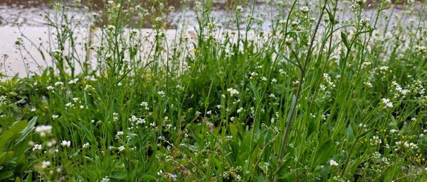 沈陽氨氮水質自動監測系統的應用優勢分析